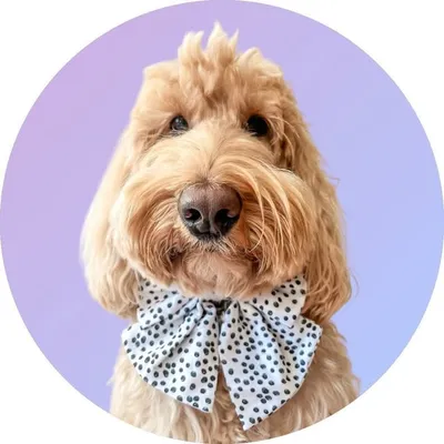 Humphrey Goldendoodle profile