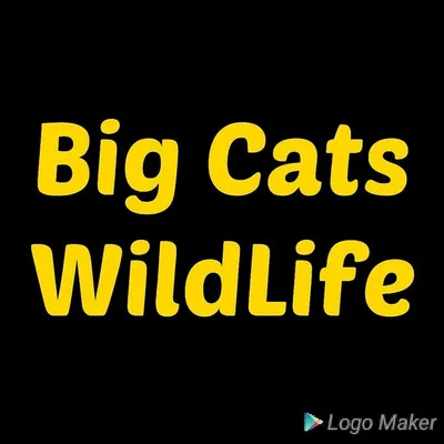 BIG CATS WILDLIFE profile