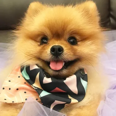 Bijou Poofy Puff ๐ป ๅด็ขง็ ๐ธ๐ฌ profile