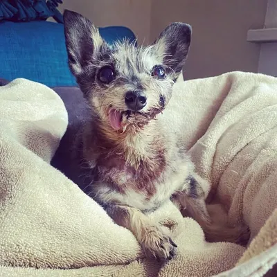 Bill the Peanut & Minnie Q & Cecil the Great & Foster Toby profile