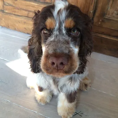 Billie the cute cocker profile