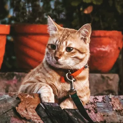 Billu_Badshah profile