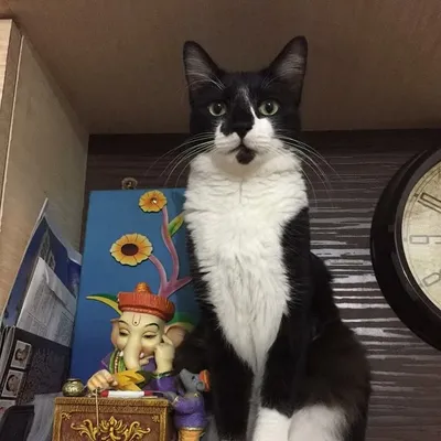 Billu - The Sylvester Cat profile