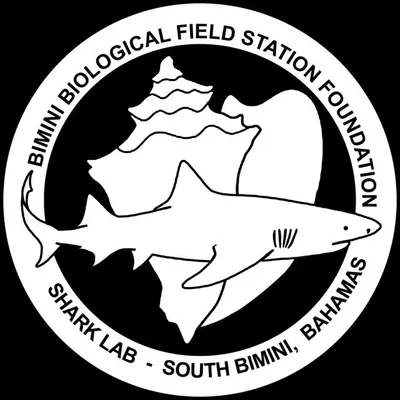 BIMINI SHARK LAB profile