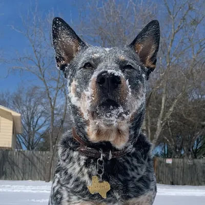 Bindi Blue Jeane profile