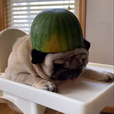 Puggy profile
