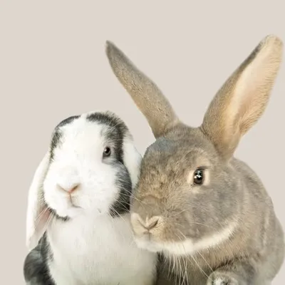 Nimbus & Bambus profile