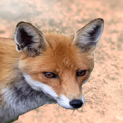 Oliver Fox | Diplom-Biologe profile