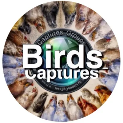 Birds_Captures.. @Captures_Group ๐ profile