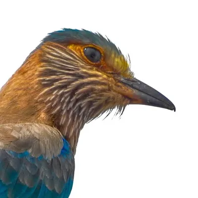 BirdsOfKannur profile