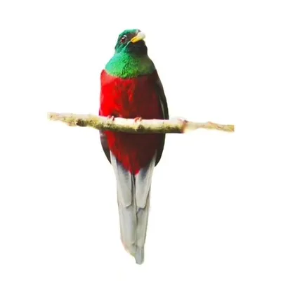 BIRDS OF SOUTH AFRICA profile