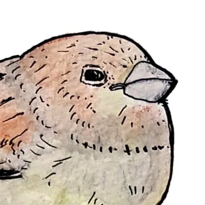 Birdstrips profile