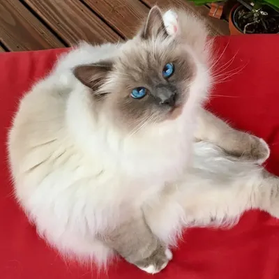 Kai ๐ป Birman Kitty ๐ป profile