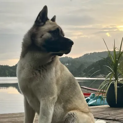 Bjørn🕊️- Ylva - Tyra - King profile