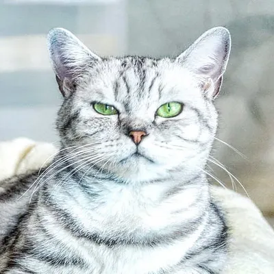 bkh_kittens profile