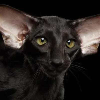 Black Cats Are My Life profile