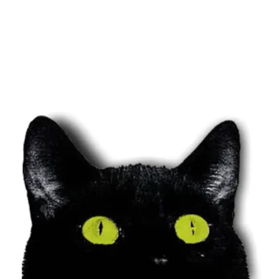Black Cats Club profile