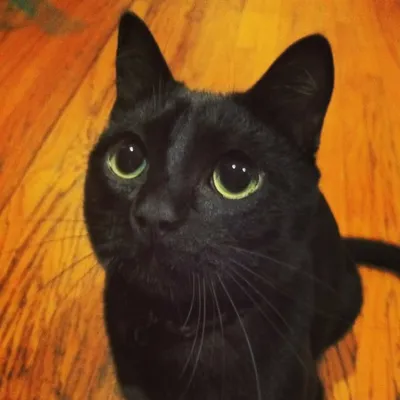 Black Cats IG profile