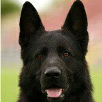 Black German Shepherd profile