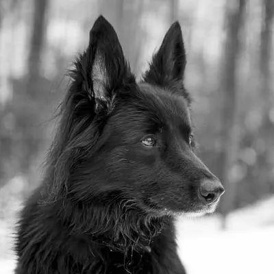❛ Black_Wolf_Rambo༉‧₊˚ profile