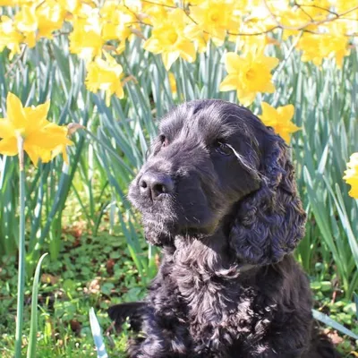 Bessie the Cocker Spaniel profile
