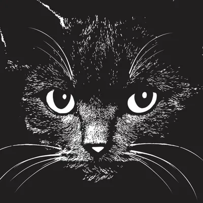 blackcat profile