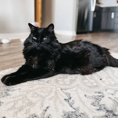 kylie cat profile