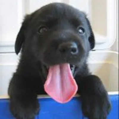 blacklabsmatter profile