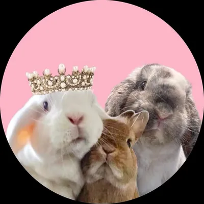 BLANCO & BOLLO & LUMOS profile