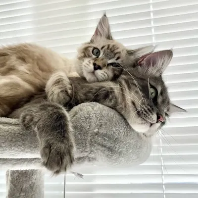 blanket & pillow 🐾 profile