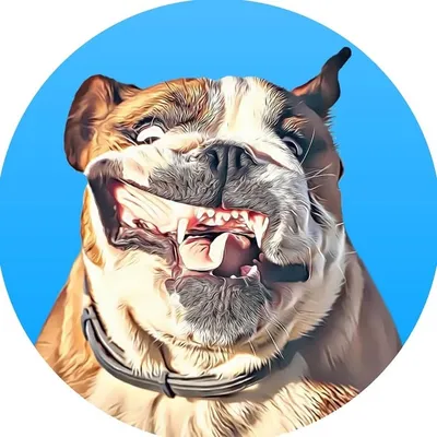 English Bulldogs profile
