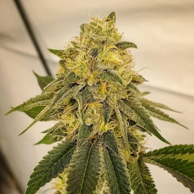 blessedbudsvt profile