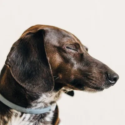 Kola the Mini Weenie profile