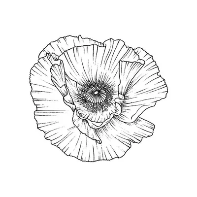 Blossom Blue Studios profile