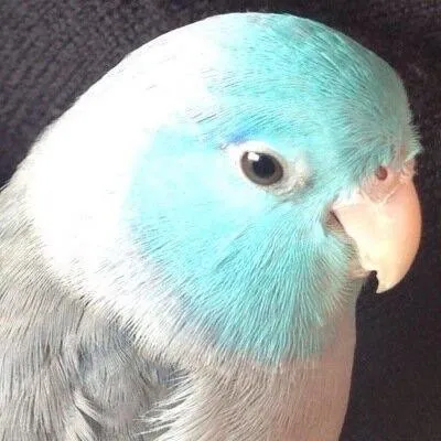 Blue Birds Butler 🐥✨ profile
