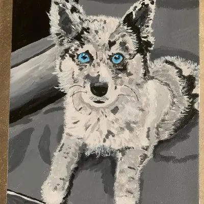 (Pomsky) Bailey profile