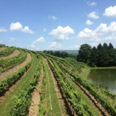 Blue Mountain Vineyards profile