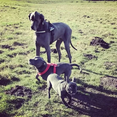 💎🐾Blues In Twos🐾💎 profile