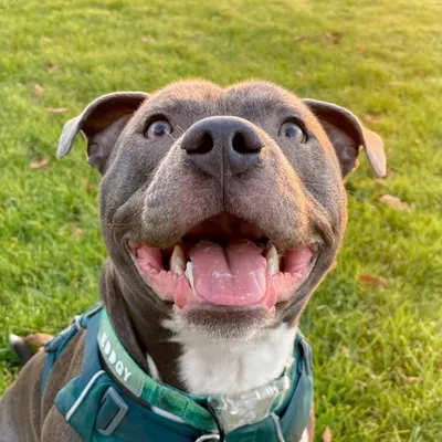 Elvis the Blue Staffy 🐾 profile