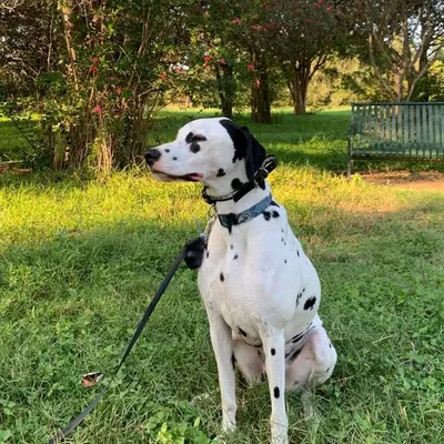 Blue profile