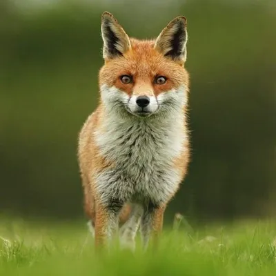 bmt_animals profile