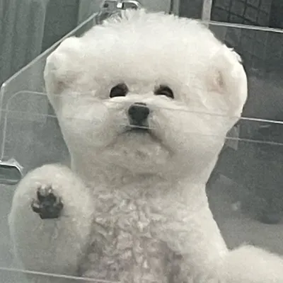 ᘳ´• ᴥ •`ᘰ 밥이 profile
