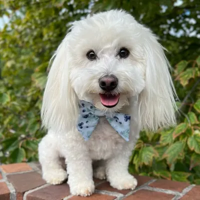Bodhi | Coton | Philly profile