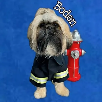 ๐ง๐ปโ๐ ๐พ Shih Tzu Chief Boden โ๐น๐ ๐๐๐โ profile