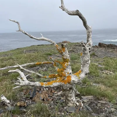 Becoming Old Growth profile