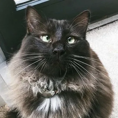 Bert profile