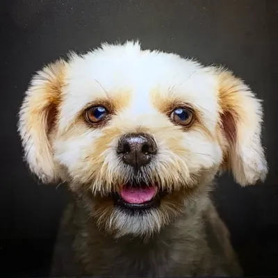 我係波子狗 🐾 profile