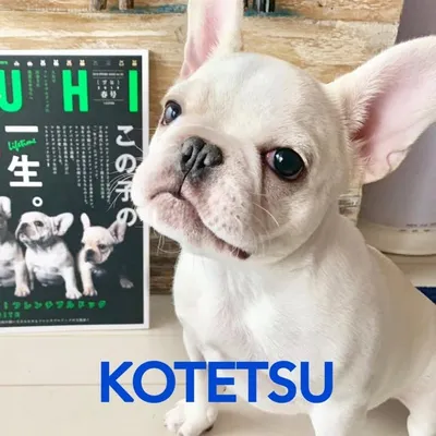 🐾虎徹(こてつ)🐾 profile