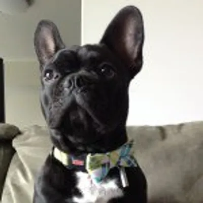 Bolo profile
