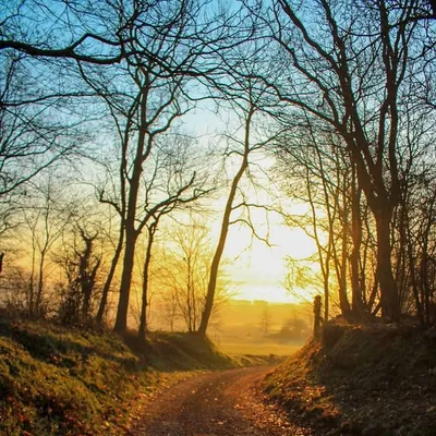 Amandine profile